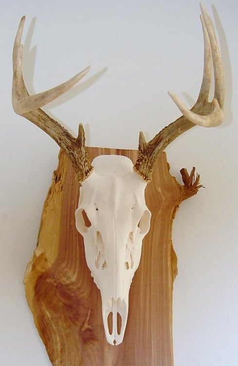 Hammond Taxidermy - taxidermy in Wisconsin Dells, WI