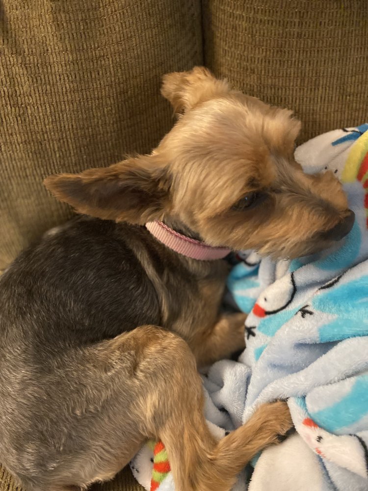 DOGGIE STYLES MOBILE PET GROOMING 16 Photos Pet Groomers Waxhaw