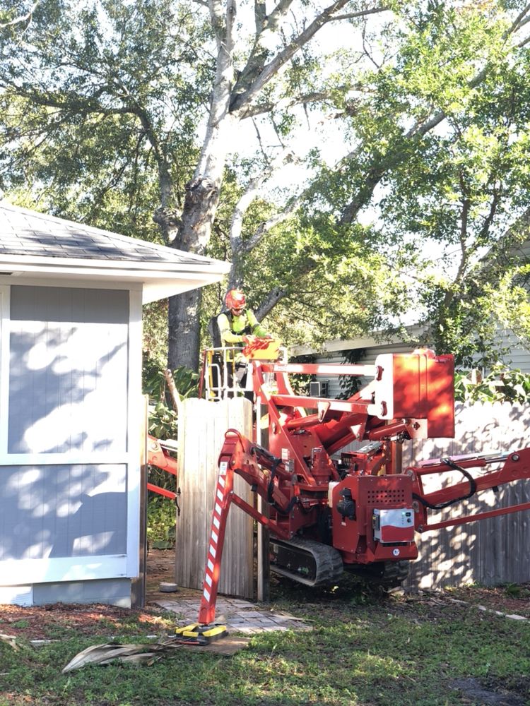 Murray's Tree Services - tree service in Saint Petersburg, FL