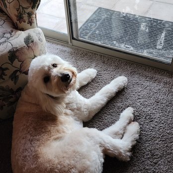 Lone Mountain Pet Grooming - Pet Groomers Near Me - Cave Creek, Arizona