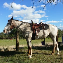 Prairie Trail Riders - Blazey all ready for a trail ride