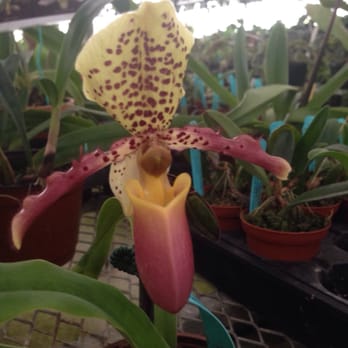E.F.G. Orchids - Nurseries & Gardening Near Me - Deland, Florida E.F.G. Orchids - Nurseries & Gardening Near Me - Deland, Florida