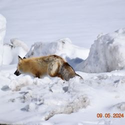 Cody Shuttle - Red fox