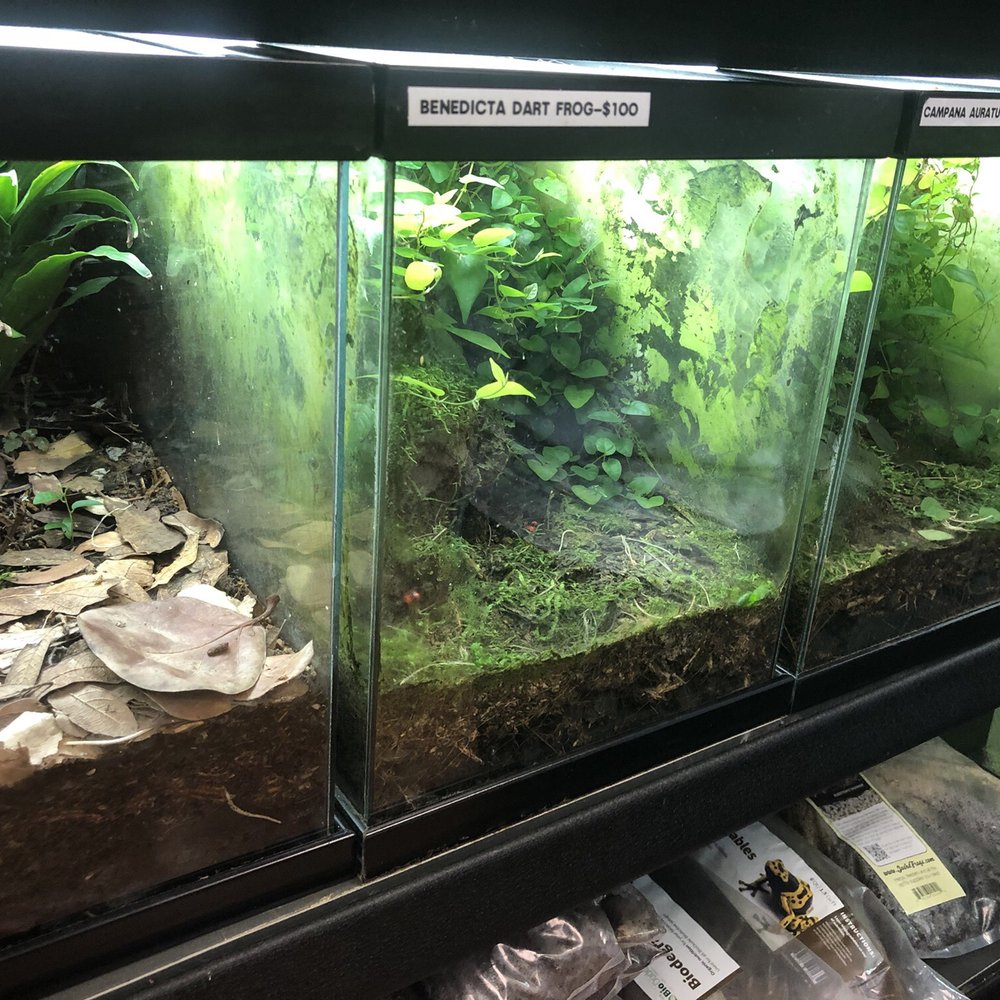 Ever Evolving Exotics - Pet Stores Near Me - Tucson, Arizona