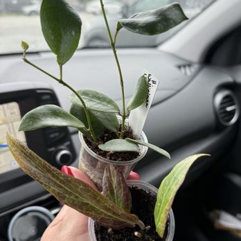 Beyond The Leaf - Hoya bordenii & Hoya walliniana UT152 - Nurseries & Gardening Near Me - Salt Lake City, Utah Beyond The Leaf - Hoya bordenii & Hoya walliniana UT152 - Nurseries & Gardening Near Me - Salt Lake City, Utah