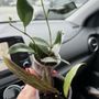 Photo of Beyond The Leaf