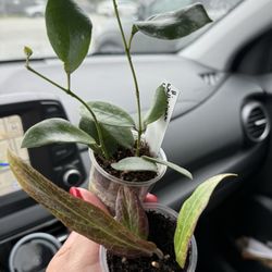 Beyond The Leaf - Hoya bordenii & Hoya walliniana UT152