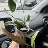 Beyond The Leaf gift card