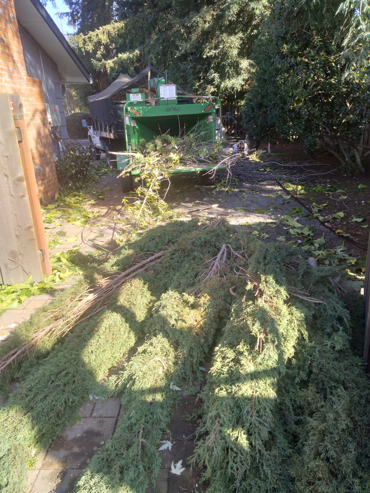 GOLDEN BAY TREE SERVICE Updated September 2024 18 Photos Concord