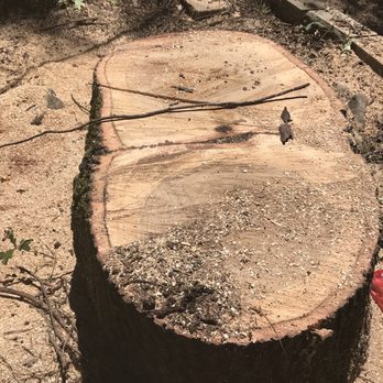 A&E Arborists Tree Care - This bad boy was quite the feat! - Tree Services Near Me - Yuba City, California A&E Arborists Tree Care - This bad boy was quite the feat! - Tree Services Near Me - Yuba City, California