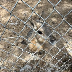 Gramma Roses Petting Zoo - Patagonian Cavy