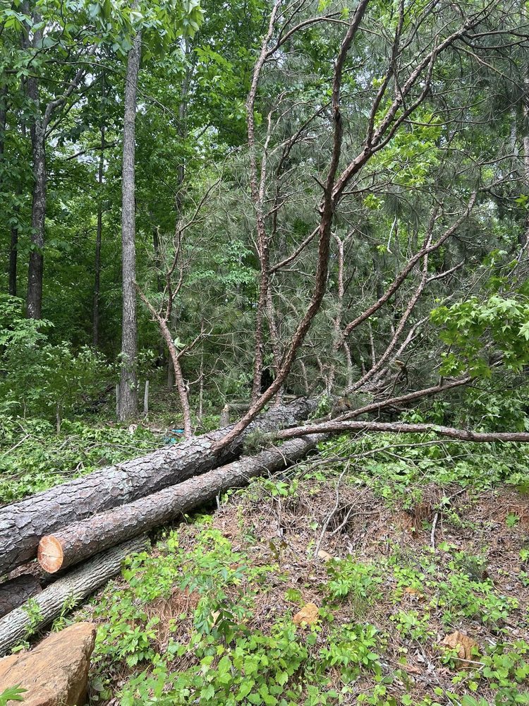 TOP 2 GROUND TREE SERVICE Updated August 2024 15 Photos 50 Old