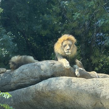 Zoo Atlanta - Zoos Near Me - Atlanta, Georgia Zoo Atlanta - Zoos Near Me - Atlanta, Georgia