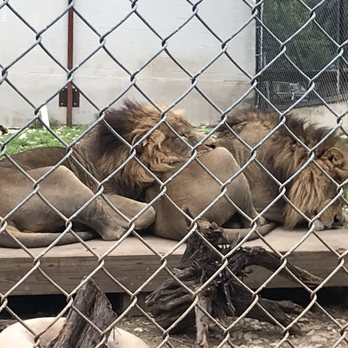 Austin Zoo - Zoos Near Me - Austin, Texas