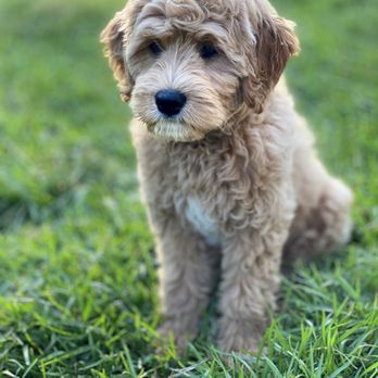 Forever My Doodle - Pet Breeders Near Me Forever My Doodle - Pet Breeders Near Me