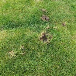 Jimmy's Lawn Sprinkler Services