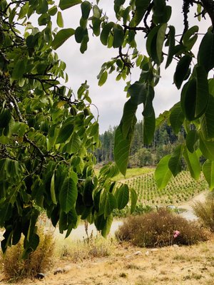 Porter-Bass Winery by null