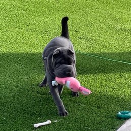 She's back to playing like she should be and is seeing well.