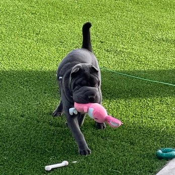 Eye Care for Animals - Phoenix - She's back to playing like she should be and is seeing well. - Veterinarians Near Me - Phoenix, Arizona