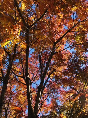 Amicalola Falls State Park by null