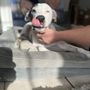 Photo of Compassionate Pet Crossing