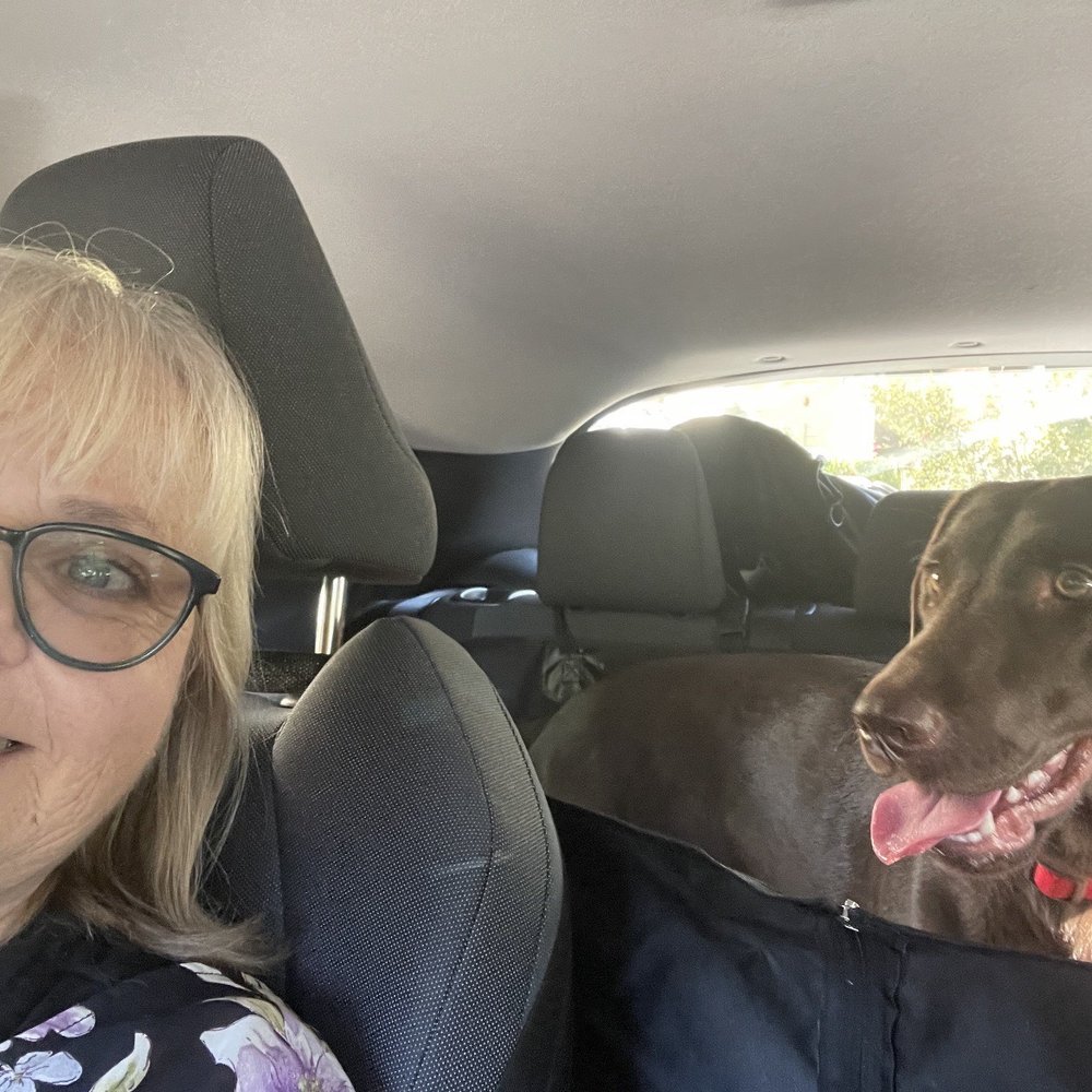 AAA Labs Labrador Puppies - Cocoa - Pet Breeders Near Me - Ontario, California