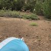 Crystal Springs Campgrounds gift card