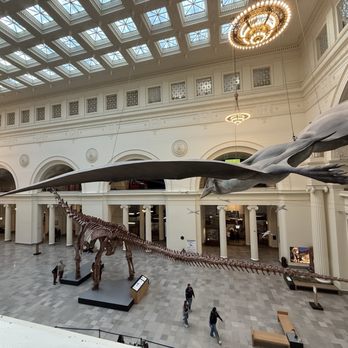 Field Museum - Museums Near Me - Chicago, Illinois