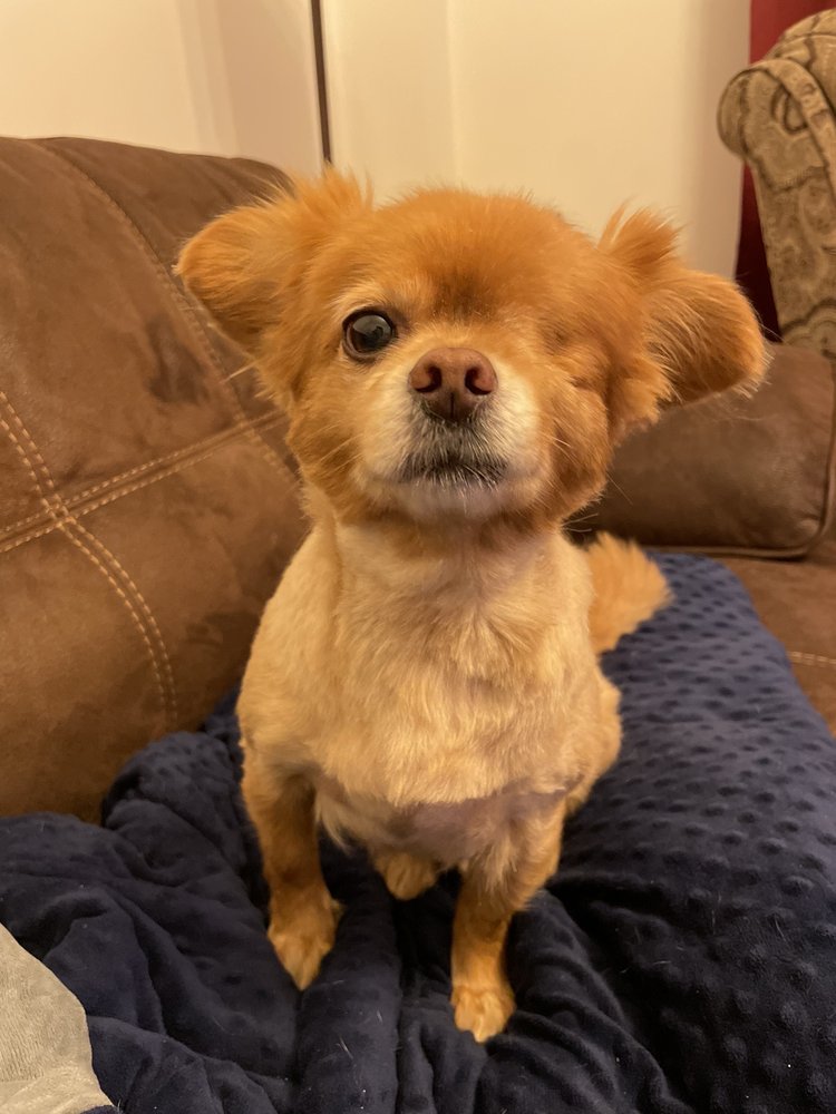 LORENA’S HAPPY TAILS PET SPA & BOUTIQUE Updated October 2024 20