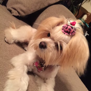 Baxters Pet Grooming - Did such a great job she looks super cute I will def be back thanks Jen and staff - Pet Groomers Near Me - Lancaster, California Baxters Pet Grooming - Did such a great job she looks super cute I will def be back thanks Jen and staff - Pet Groomers Near Me - Lancaster, California