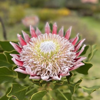 Ali'i Kula Lavender - Enormous protea! - Tours Near Me - Kula, Hawaii Ali'i Kula Lavender - Enormous protea! - Tours Near Me - Kula, Hawaii