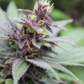 Nature's Medicines - Cannabis Clinics Near Me - Glendale, Arizona Nature's Medicines - Cannabis Clinics Near Me - Glendale, Arizona