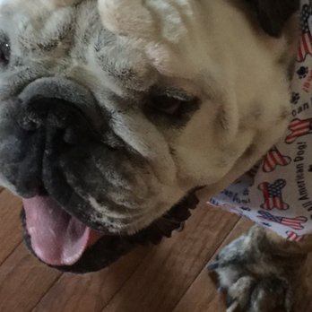 Olde Towne Pet Resort - Buford aka "Mr. High Maintenance" English Bulldog. He was very well taken care of thanks to the staff:) - Pet Groomers Near Me - Springfield, Virginia Olde Towne Pet Resort - Buford aka "Mr. High Maintenance" English Bulldog. He was very well taken care of thanks to the staff:) - Pet Groomers Near Me - Springfield, Virginia