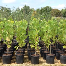 St Aubin Nursery