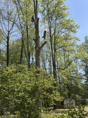 Safe Removal for Dead and Hazardous Trees - Removal involves controlled cutting using bucket trucks and lift equipment that position workers at the necessary height while maintaining distance from structures, driveways, and landscape features. Difficult access and steep terrain require rigging systems that guide tree sections to safe drop zones, preventing uncontrolled falls that could damage property below. Safe Removal for Dead and Hazardous Trees - Removal involves controlled cutting using bucket trucks and lift equipment that position workers at the necessary height while maintaining distance from structures, driveways, and landscape features. Difficult access and steep terrain require rigging systems that guide tree sections to safe drop zones, preventing uncontrolled falls that could damage property below.