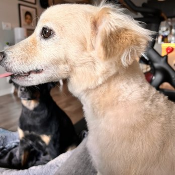 Pet's Barn - Unblended cut - Pet Groomers Near Me - San Antonio, Texas