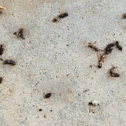 Bat poop. Everywhere!!!! Balcony, stairwell, and carport Bat poop. Everywhere!!!! Balcony, stairwell, and carport