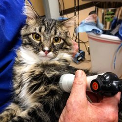 Red Hills Veterinary Hospital - Laser therapy is an innovative technology used to treat acute and chronic injuries.