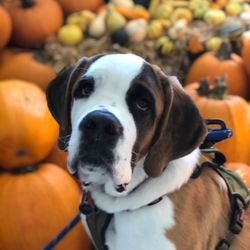 West Coast Canine Connections - A happy (mostly well behaved) customer.