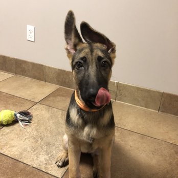 Camelwest Animal Hospital - Veterinarians Near Me - Phoenix, Arizona Camelwest Animal Hospital - Veterinarians Near Me - Phoenix, Arizona