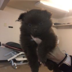Helotes Chiropractic Clinic - Check in on Yelp and get a free Pomeranian puppy (*joke*)