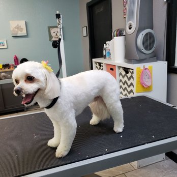 tail waggin pet spa