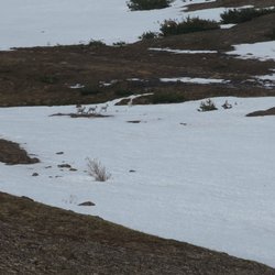 Rabbit Lake Trail - Mamma goat and her kids.
