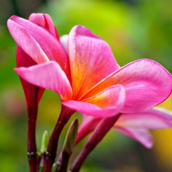 Plumeria Gardens