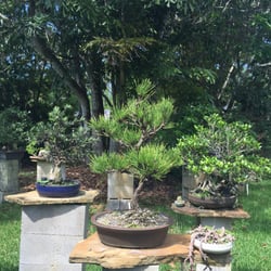 Dragon Tree Bonsai - Nice Pine
