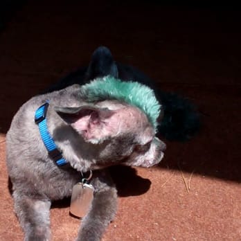 Chez Pooch - Willy loves his Mohawk, all the attention that it draws, he eats it all up! - Pet Groomers Near Me - Fort Myers, Florida Chez Pooch - Willy loves his Mohawk, all the attention that it draws, he eats it all up! - Pet Groomers Near Me - Fort Myers, Florida