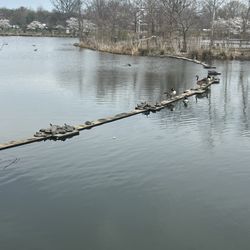 Ben Brenman Park - Eastern painted turtles sunbathing!