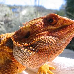 Animal Hospital Of Sebastopol - Louie surveys his estate.