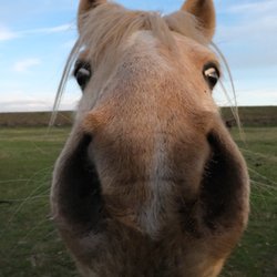CA Horse & Pony