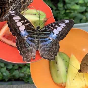 Pacific Science Center - Butterfly Room - Museums Near Me - Seattle, Washington